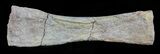 Mosasaur (Platecarpus) Paddle Digit - Kansas #61470-1
